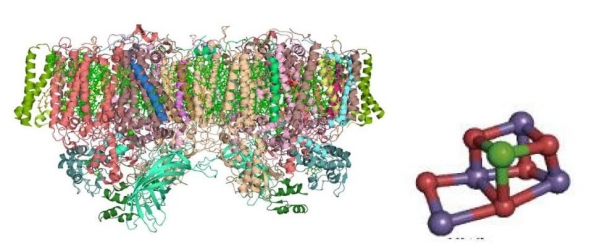 図７　光合成タンパク質PSIIの結晶構造（左）とMnクラスター（右）_1.jpg