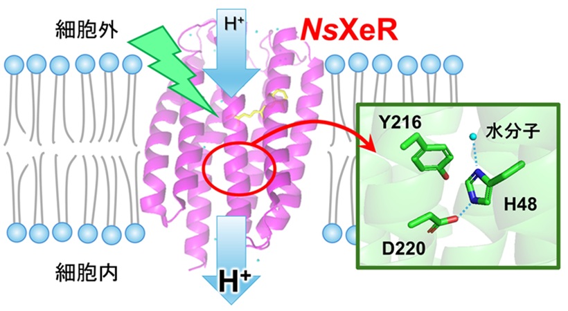 biomol51_NsXeR2.jpg