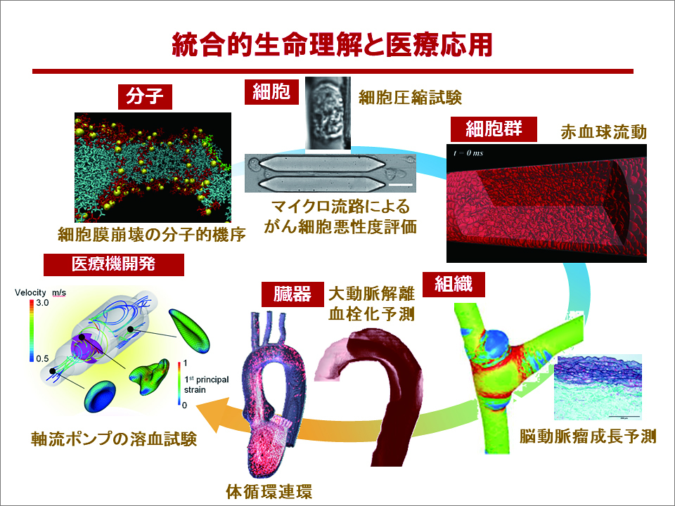 医薬支援ナノ工学部門