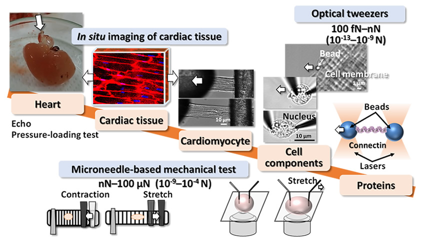 Hierarchical understanding of the heart in order to clarify the mechanisms of the mechanistic adaptation and evolution of life