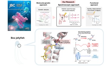 The research accomplishment of Ms. Shino Inukai(second year of the Master's Course), who is a member of the Kandori and Katayama Lab , was chosen as the Cover Art for Journal of Biological Chemistry 