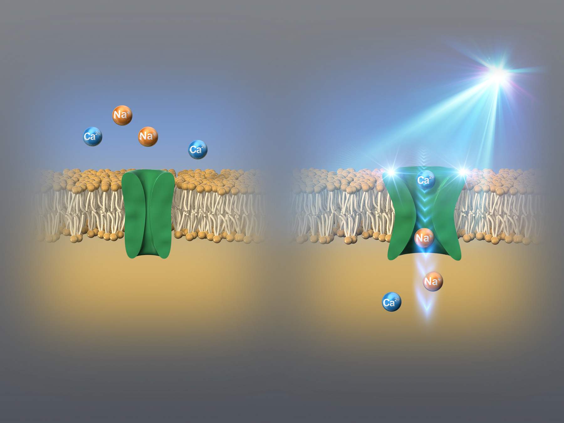 figure_membrane_rev.jpg