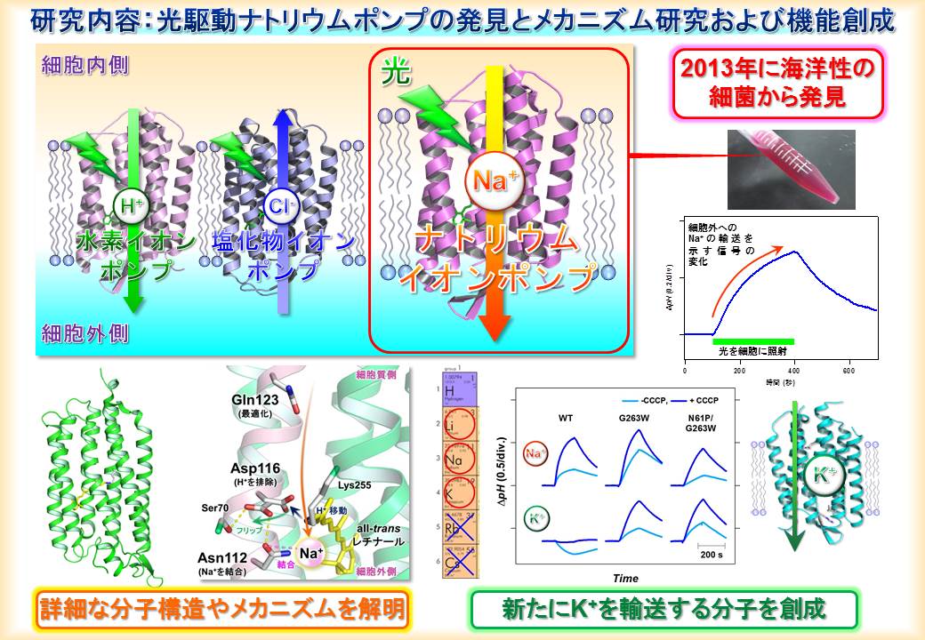 https://www.nitech.ac.jp/honor/mt_imgs/inoue_research.jpg