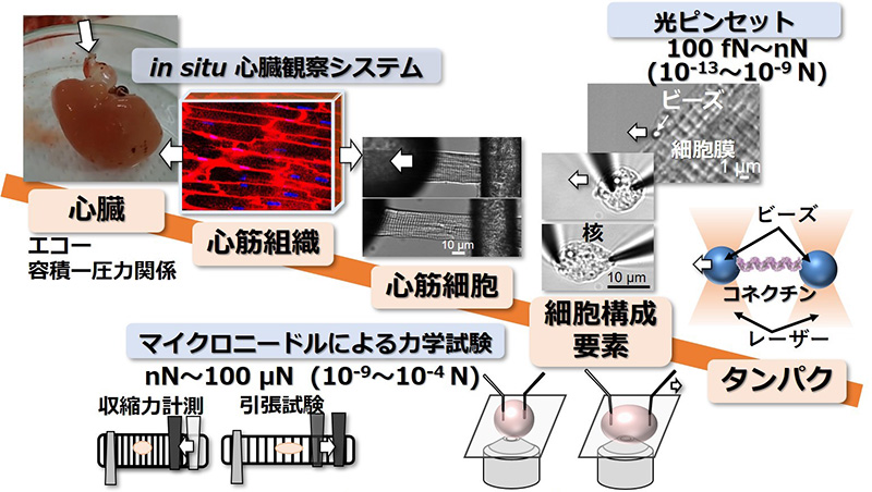 生命の力学的適応・進化のメカニズムの解明に向けた心臓の階層的理解　