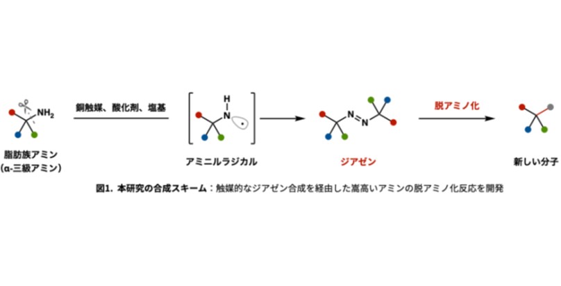 世界初、窒素原子の自由な付け替えが可能に！ ～より安全・シンプルに。創薬や機能性材料開発に貢献～