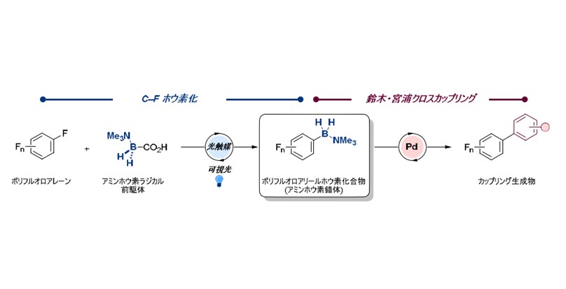 可視光で切り開く新しいホウ素化学 ～アミンボラン錯体の合成とクロスカップリング反応への応用による持続可能な有機合成技術の開拓～
