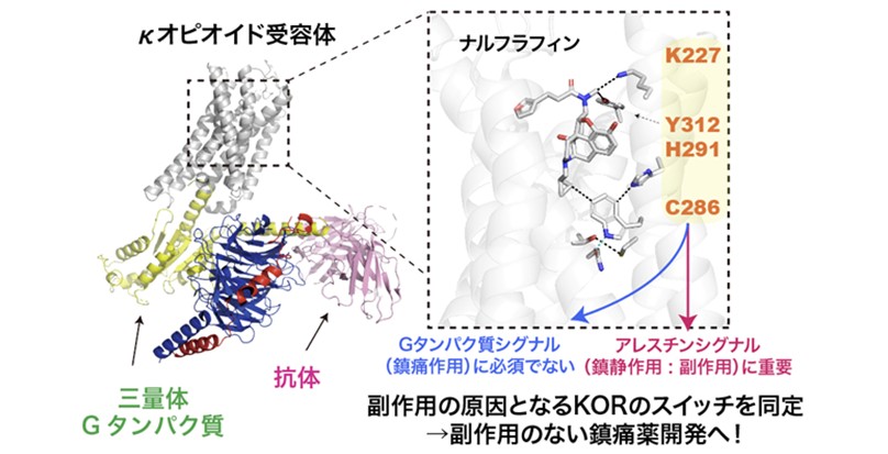κ オピオイド受容体バイアスドシグナリングに関与する 分子スイッチを同定 ―複数の最先端技術を統合し、創薬戦略に資する構造情報を獲得―