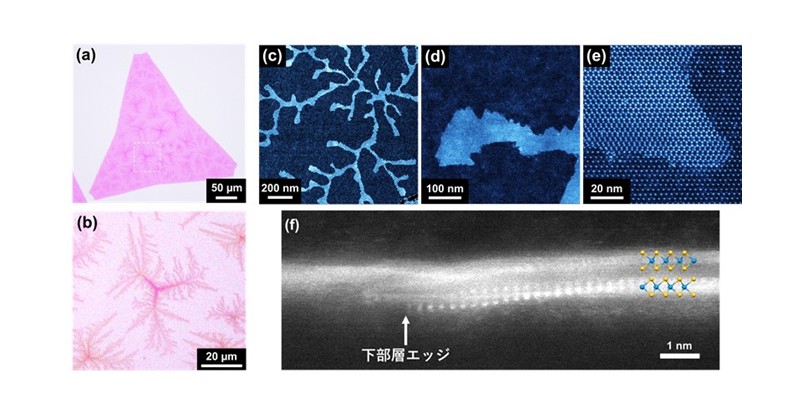 二次元半導体ナノネットワーク構造の合成法開発に成功～次世代の水素発生触媒の応用に期待～