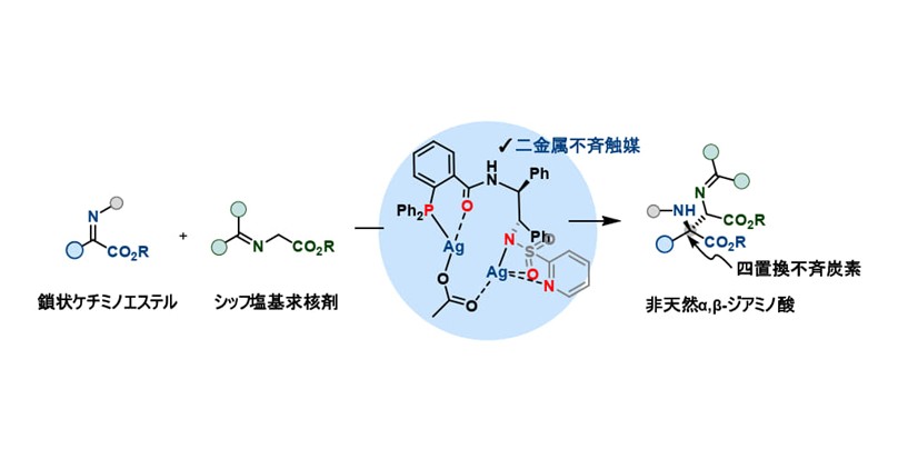 非天然アミノ酸の創出を志向した二金属不斉触媒の開発 ～高度に官能基化されたα,β-ジアミノ酸の合成に成功～