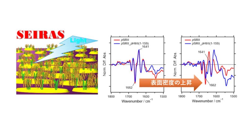 細菌の光情報伝達のトリガーを解明！― 医療応用につながる光遺伝学ツールの開発へ前進 ―