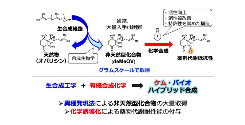 薬になりにくい―天然物創薬の限界を突破する合成法確立　赤痢アメーバ症はじめさまざまな疾患治療薬への展開に期待