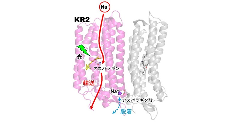 次世代光遺伝学を支える光駆動ナトリウムポンプの分子機構を解明 ～脳神経研究に貢献する光制御ツール開発へ前進～
