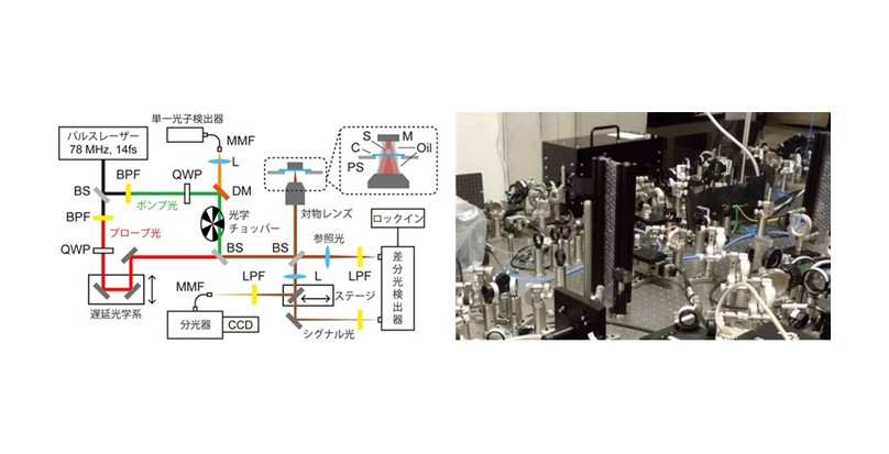 １粒子ごとの超高速分光で、光捕集アンテナの