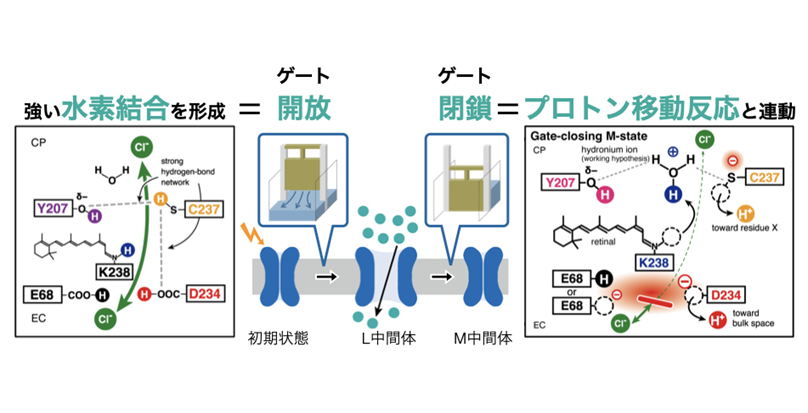 光で「開く」イオンチャネルが「閉じる」仕組みを解明 ～「開く」状態で強まる水素結合も捉え、開閉機構の理解へ～