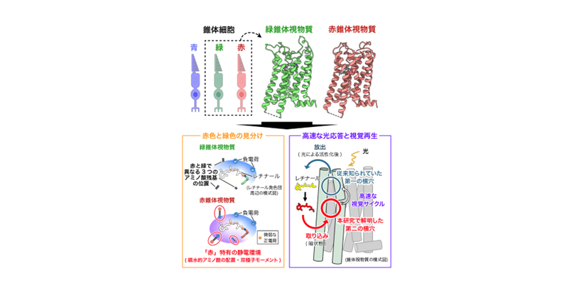 「赤と緑はなぜ見分けられるのか」霊長類色覚の分子構造を解明 ～赤・緑錐体視物質の構造を原子レベルで決定、30ナノメートルの謎に迫る～
