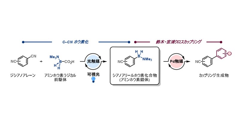 可視光と触媒で実現する環境にやさしいホウ素化戦略 ～ 常温・常圧下でシアノ基をアミンホウ素基へ変換 ～