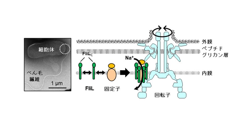 海洋性ビブリオ菌のべん毛モータータンパク質FliLの動態を解明 ～細菌が持つ極小分子モーターが効率よく回転する分子機構の解明に期待～