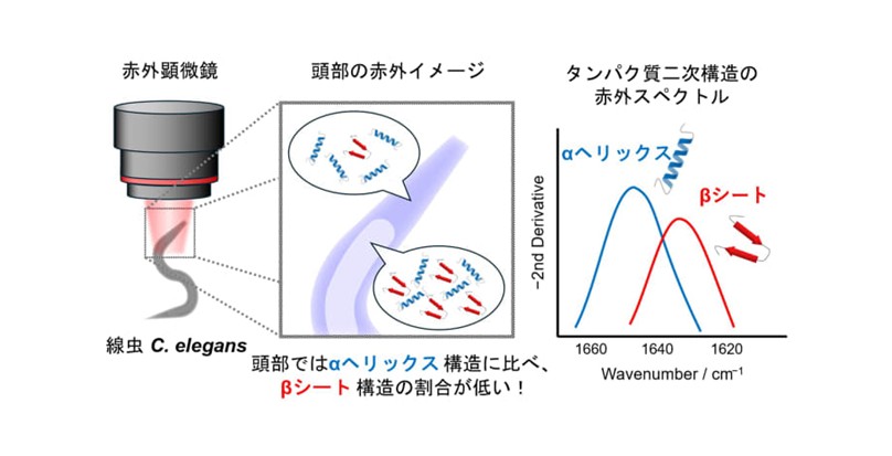 線虫の