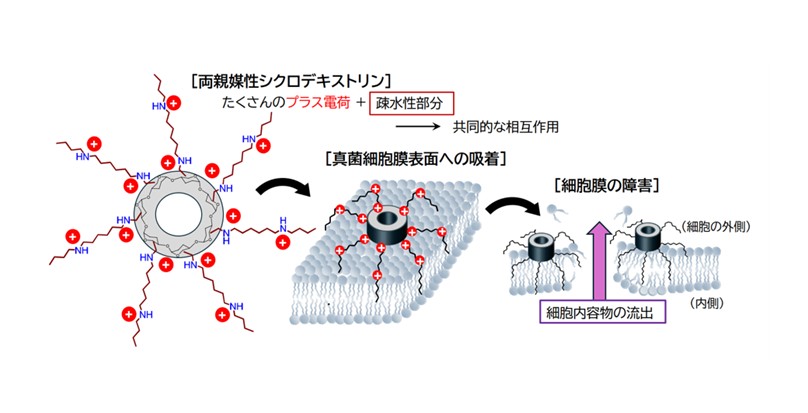 致死率60％超の感染症を引き起こす真菌に有効な物質を開発 ― 既存薬とは異なる新たな抗真菌薬を目指して ―