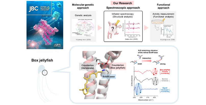 The research accomplishment of Ms. Shino Inukai(second year of the Master's Course), who is a member of the Kandori and Katayama Lab , was chosen as the Cover Art for Journal of Biological Chemistry