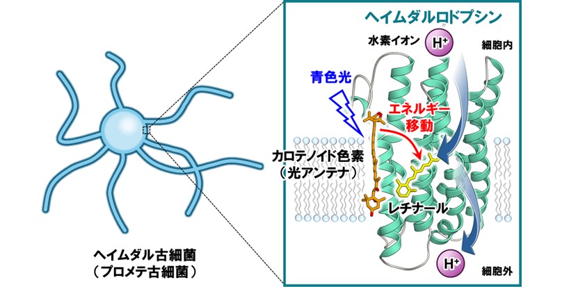 プロメテ古細菌から高感度な光駆動水素イオンポンプを発見 ―真核生物の出現に関わる古細菌による新たな光利用―