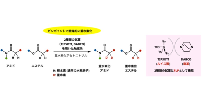 2種類の触媒でアミドとエステルの位置選択的な重水素化を達成！ ～創薬研究やマテリアル分野への応用に期待～