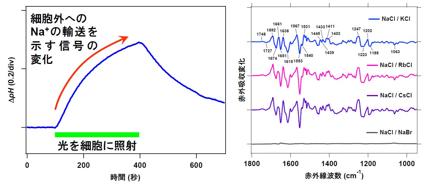 https://www.nitech.ac.jp/mt_imgs/%E3%83%8A%E3%83%88%E3%83%AA%E3%82%A6%E3%83%A0%E3%82%A4%E3%82%AA%E3%83%B32.jpg