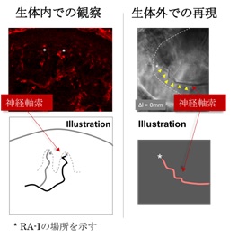 人間の触覚の初期形成.jpg