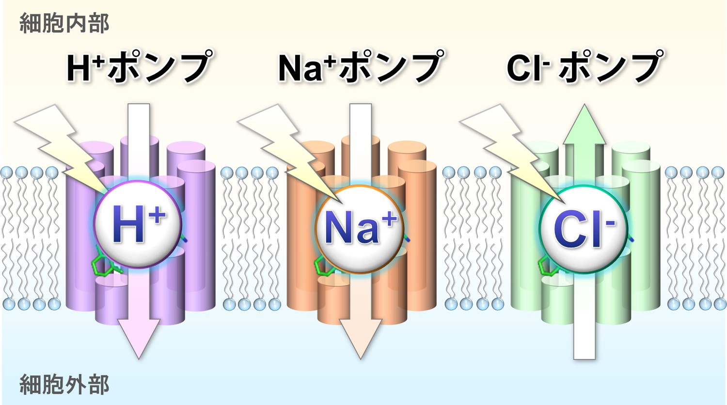 https://www.nitech.ac.jp/mt_imgs/%E5%9B%B3%EF%BC%91_kandori.jpg