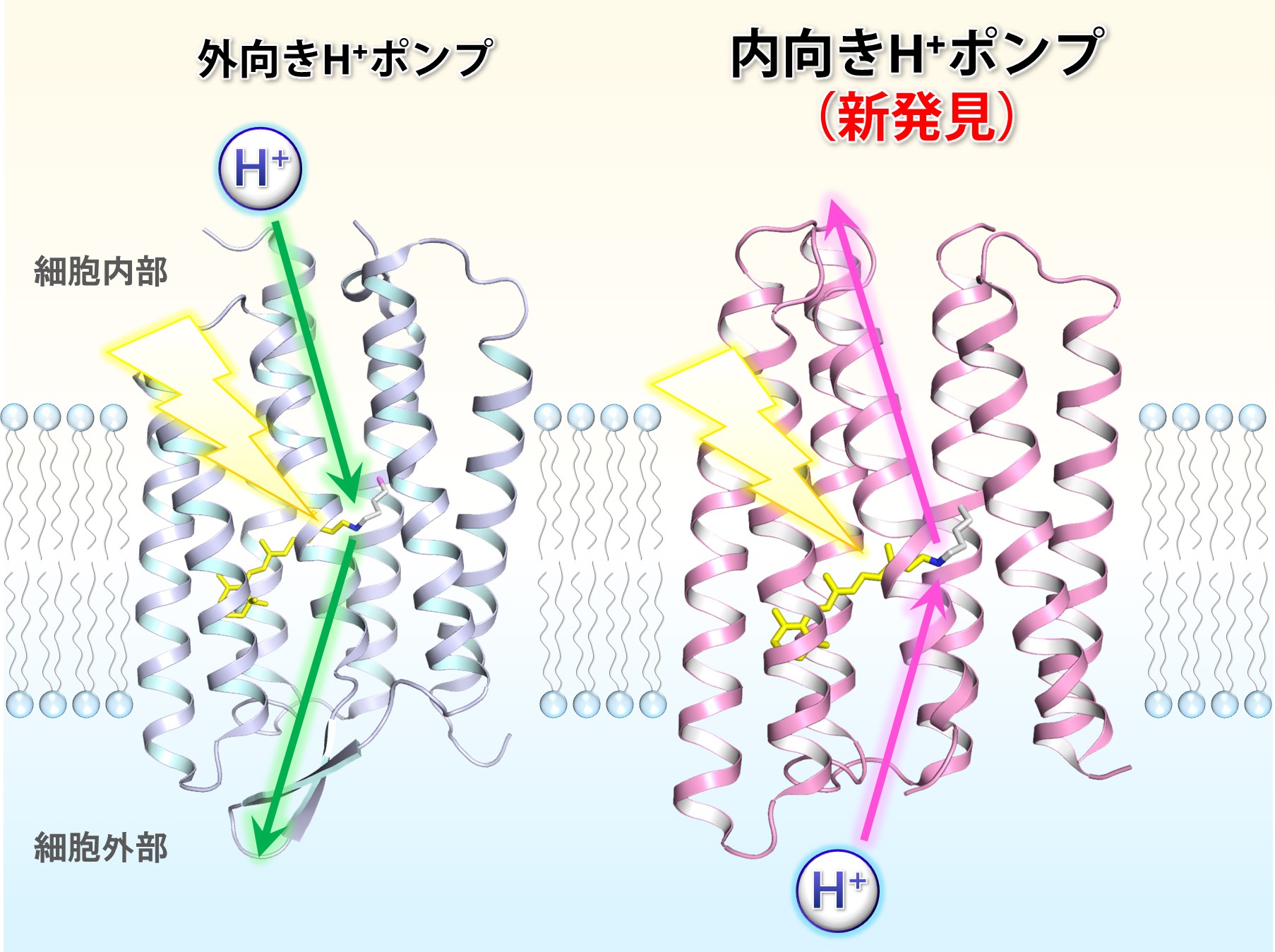 https://www.nitech.ac.jp/mt_imgs/%E5%9B%B3%EF%BC%92_kandori.jpg