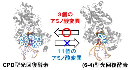 https://www.nitech.ac.jp/mt_imgs/160725_press_image3.jpg