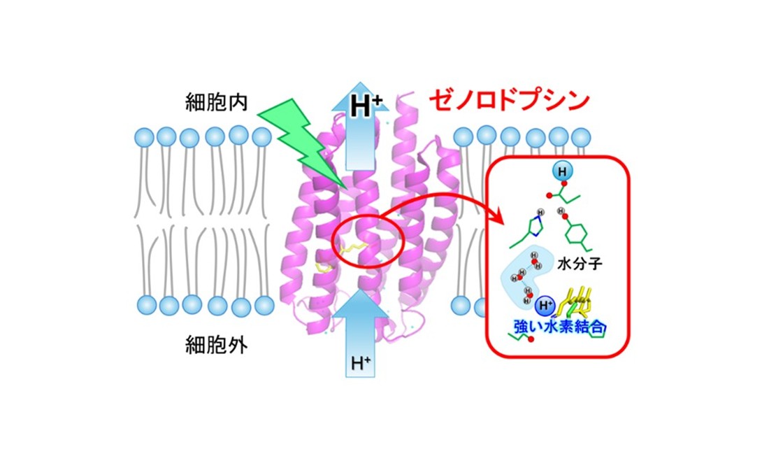 光で細胞内に水素イオンを送り込む仕組みを解明 ～水分子の「リレー」が支える水素イオン移動と脳科学応用への期待～