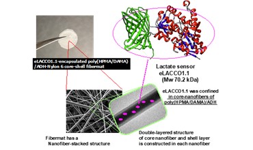 発蛍光型の乳酸センサー不織布の開発に成功 ～電界不織布の繊維内部が、蛍光センサータンパク質を働かせる場として有効であることの発見～