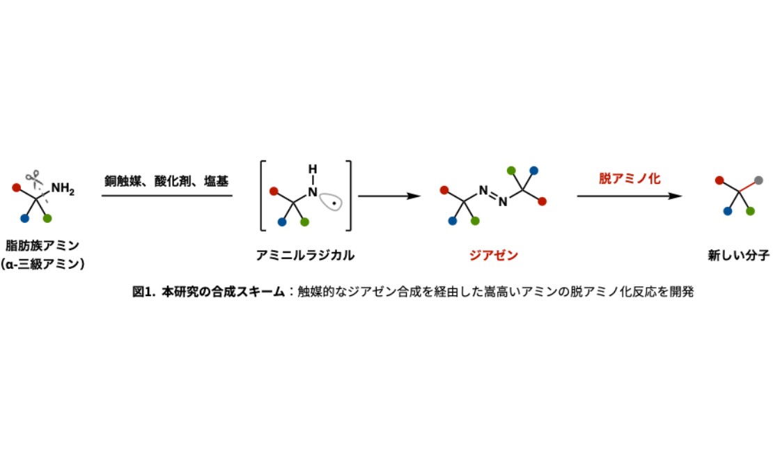 世界初、窒素原子の自由な付け替えが可能に！ ～より安全・シンプルに。創薬や機能性材料開発に貢献～