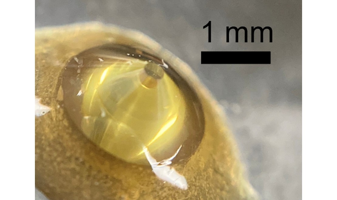 ヒメダイヤの新たな応用―蛍光X線ホログラフィーの高圧下での測定に成功 ～特定元素周りの原子位置の3次元的可視化～
