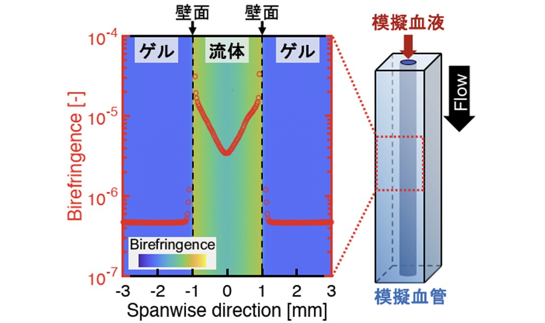 液体と固体の応力分布を可視化する光学計測技術の開発―模擬血液と模擬血管の応力伝達を世界で初めて非侵襲的に計測―