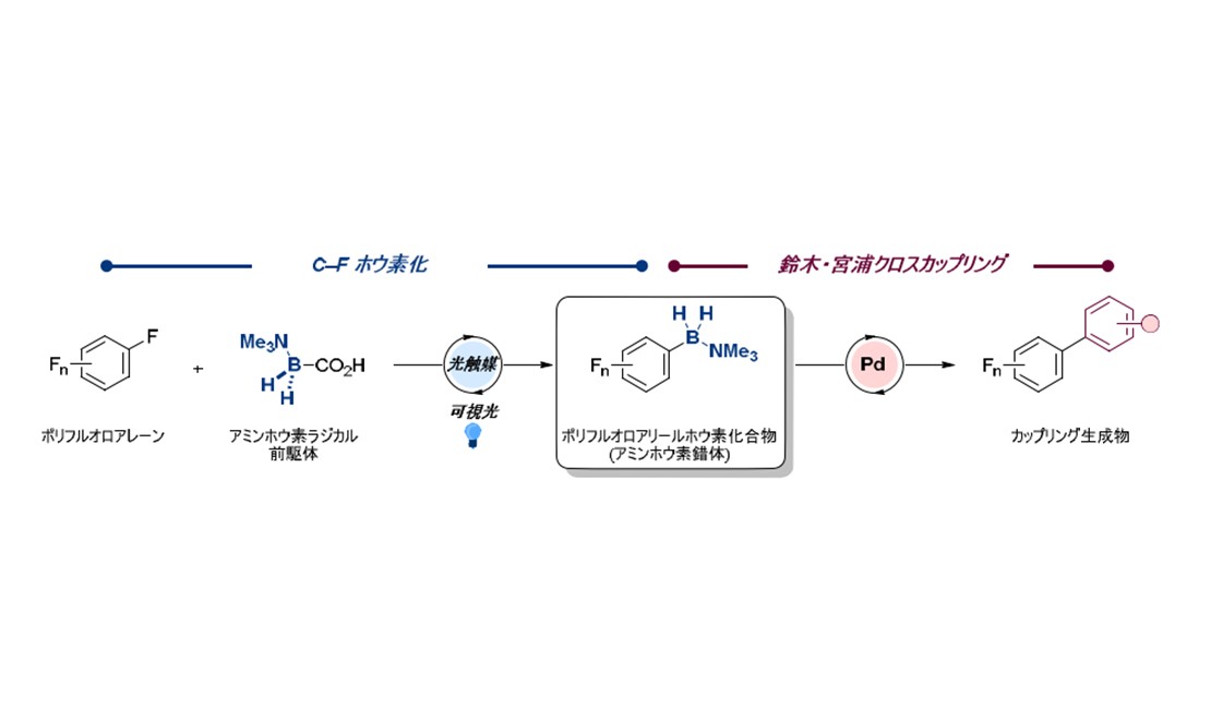 可視光で切り開く新しいホウ素化学 ～アミンボラン錯体の合成とクロスカップリング反応への応用による持続可能な有機合成技術の開拓～