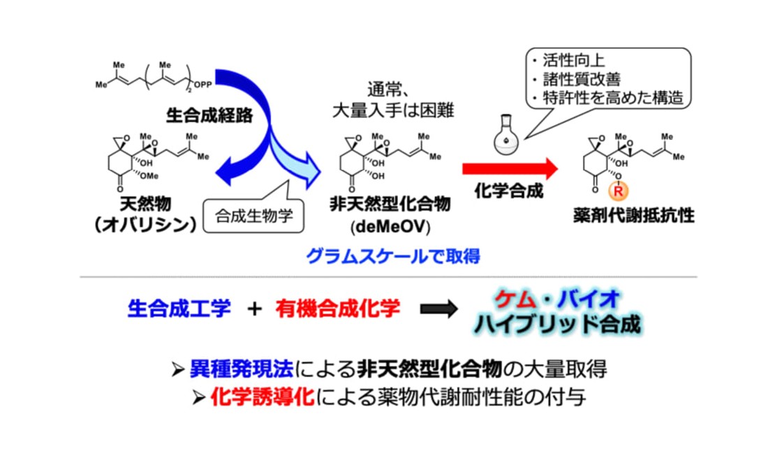 薬になりにくい―天然物創薬の限界を突破する合成法確立　赤痢アメーバ症はじめさまざまな疾患治療薬への展開に期待
