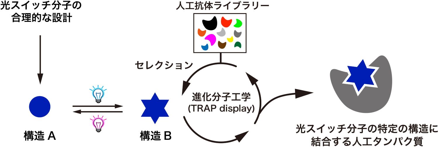 光で結合・解離をスイッチできる 小分子とタンパク質のペアをゼロから創る新手法 ―光による細胞機能操作や医療応用に新たな可能性―