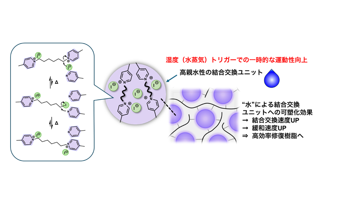 水蒸気を利用した結合交換性架橋樹脂の物性改質 ― 高効率修復材料開発への新コンセプト ―
