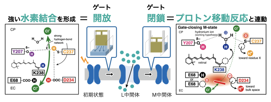 260601press_furutani.png