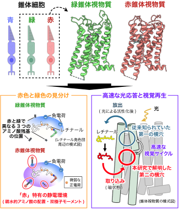「赤と緑はなぜ見分けられるのか」霊長類色覚の分子構造を解明 ～赤・緑錐体視物質の構造を原子レベルで決定、30ナノメートルの謎に迫る～