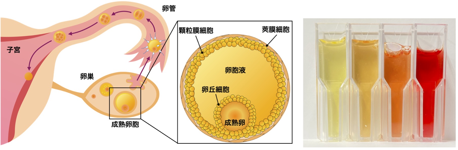 Fig2.jpg