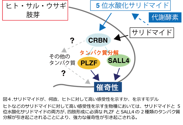 図4.png