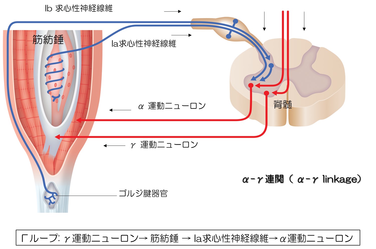 morita_image2.jpg