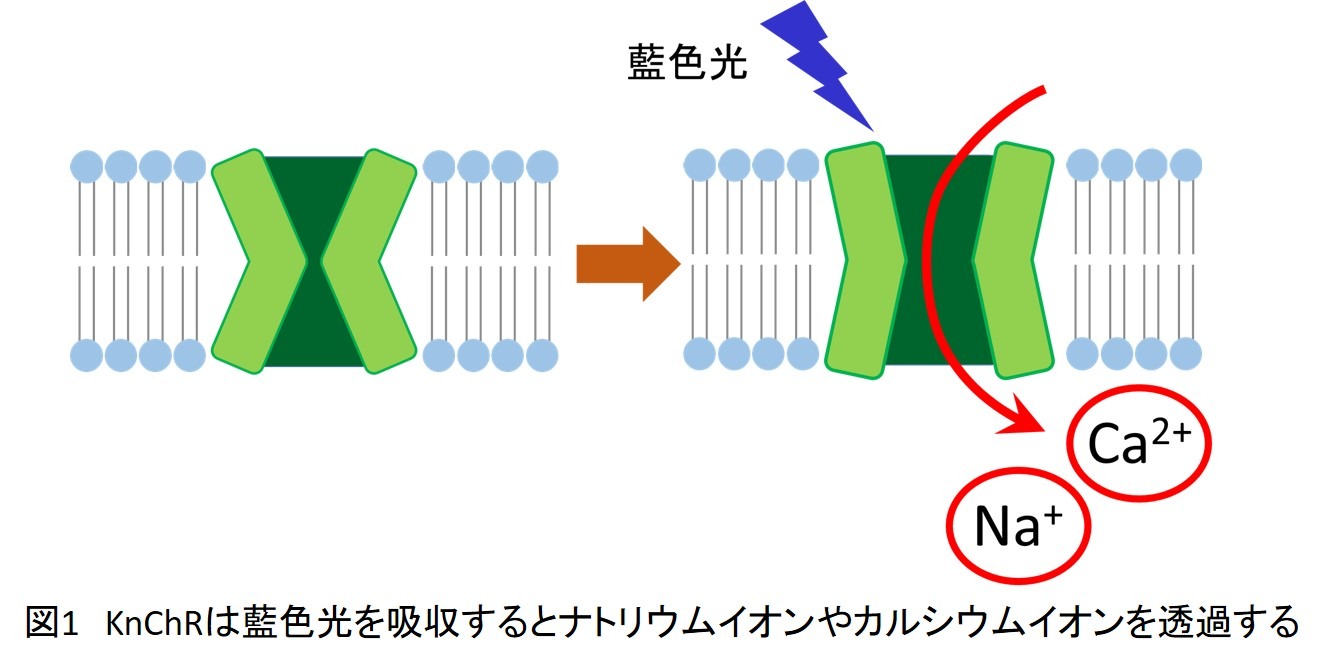 図1.jpg