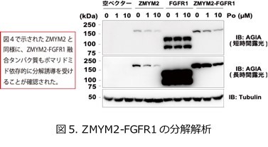 fig5.jpg