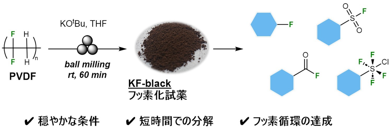 press_shibata2506.jpg