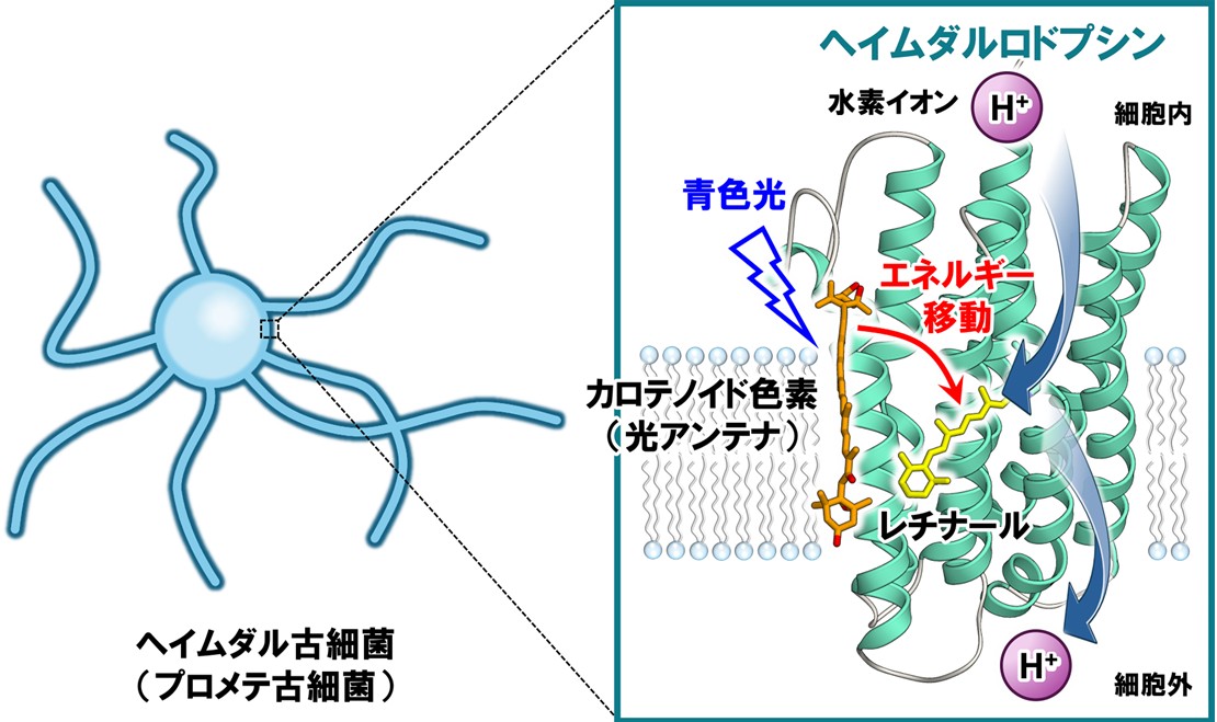 プロメテ古細菌から高感度な光駆動水素イオンポンプを発見 ―真核生物の出現に関わる古細菌による新たな光利用―