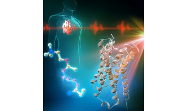 アセチルコリン受容体活性化の鍵を発見 ～次世代薬剤設計の可能性を拡げるGPCRメカニズム解明の新たな一歩～
